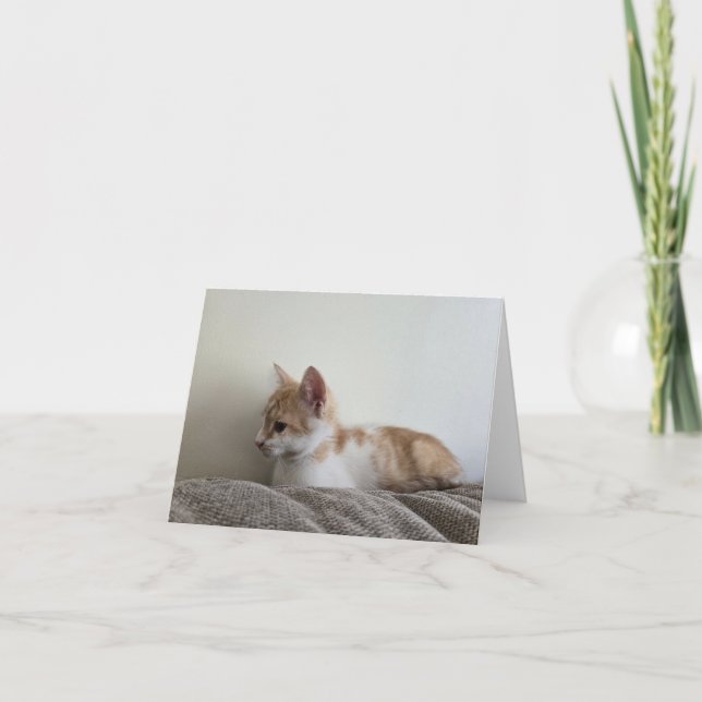 Carte De Remerciements Chaton orange (Devant)