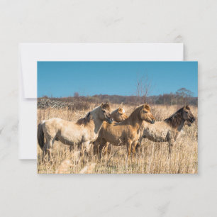 Carte De Remerciements Chevaux sauvages à Wicken Fen, Angleterre, Royaume