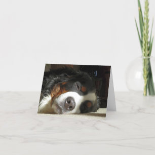 Carte De Remerciements chien de montagne bernais dormant