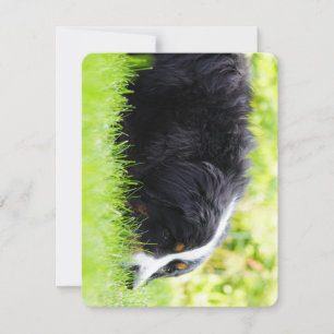 Carte De Remerciements chien de montagne bernois allongé dans l'herbe