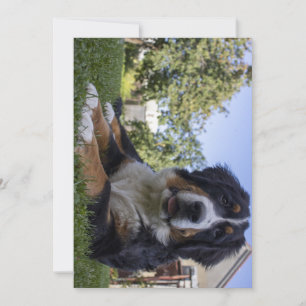 Carte De Remerciements chien de montagne bernois allongé en second
