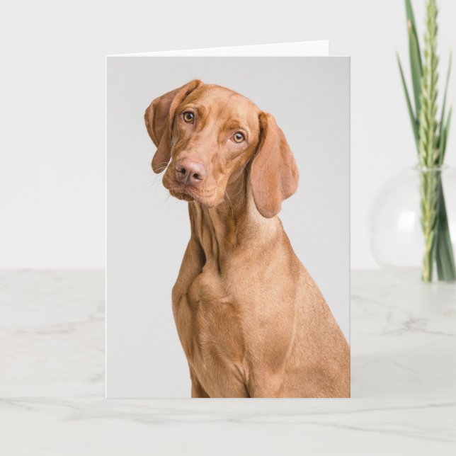 Carte De Remerciements Chien sportif Vizsla (Devant)