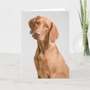 Carte De Remerciements Chien sportif Vizsla