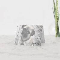 Chiot précieux de carlin en noir et blanc