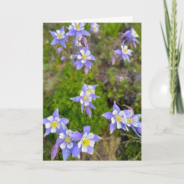 Carte De Remerciements Colorful Columbine Flowers in Violet Blue Yellow (Devant)