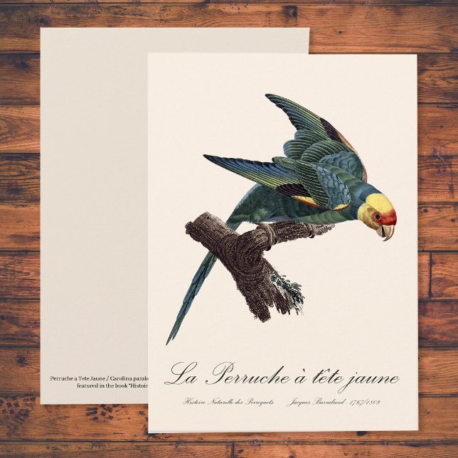 Carte De Remerciements Conure de Caroline, Conuropsis carolinensis (Carolina parakeet, Conuropsis carolinensis. Thank You Card)