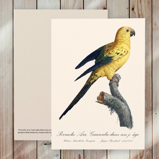 Carte De Remerciements Conure soleil Aratinga solstitialis (Guarouba dans sons jeune age / Sun parakeet. Thank You Card)