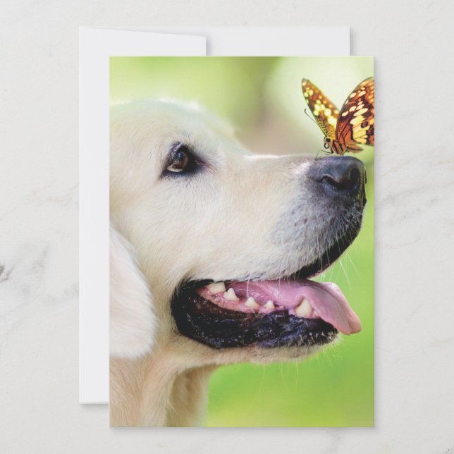 Carte De Remerciements Coussin décoratif Labrador et papillon (Devant)