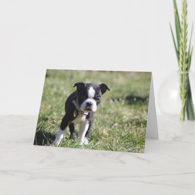 Carte De Remerciements Cute Boston Terrier Blank (Devant)