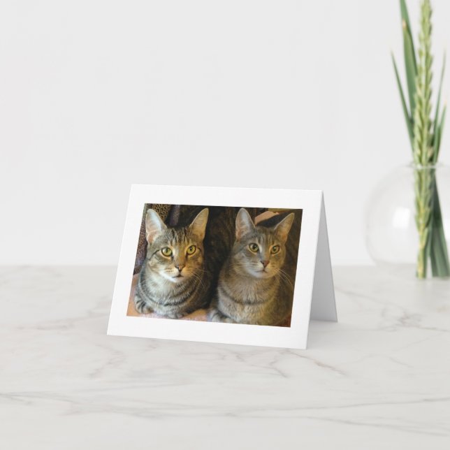 Carte De Remerciements Cute Cats Photo Tabby Kitties (Devant)