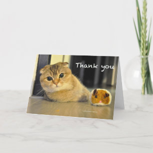 Carte De Remerciements cute scottish fold noodles cat thank you card