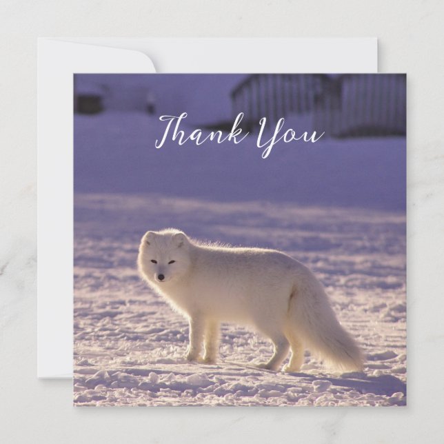 Carte De Remerciements Cute White Arctic Fox neige hiver Photographie (Devant)