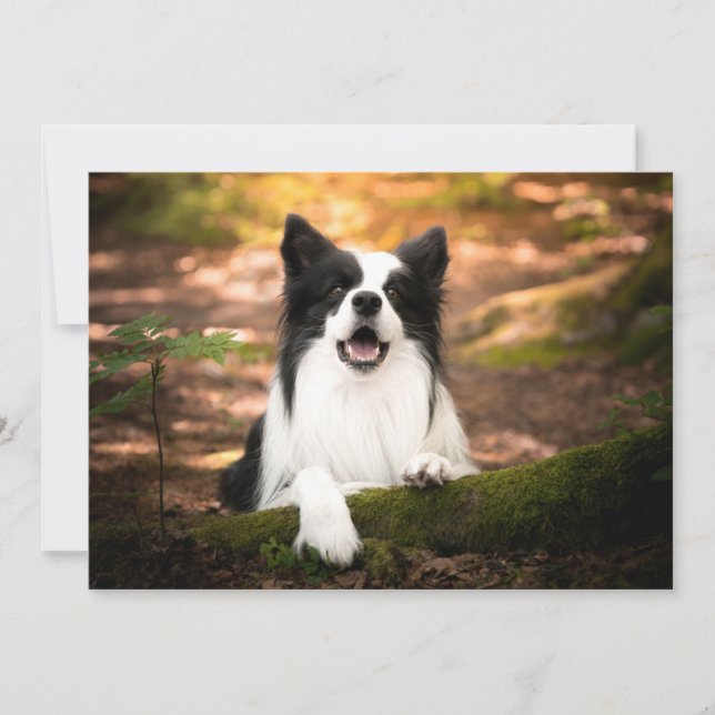 Carte De Remerciements Cutest Baby Animals | Black and White Border Colli (Devant)