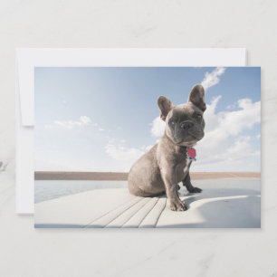 Carte De Remerciements Cutest Baby Animals French Bulldog Boating