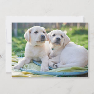 Carte De Remerciements Cutest Baby Animals Yellow Labrador Retrievers