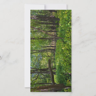Carte De Remerciements dans la forêt à fort snelling state park