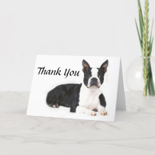 Carte de remerciements de Boston Terrier