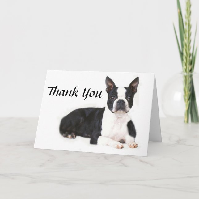 Carte de remerciements de Boston Terrier (Devant)