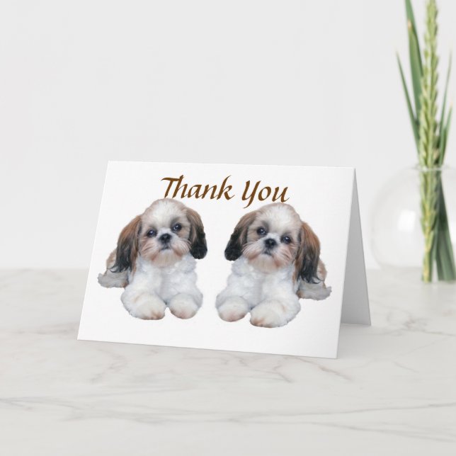 Carte de remerciements de chiots de Shih Tzu (Devant)