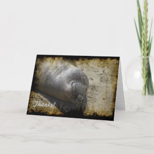 Carte de remerciements de phoque éléphant