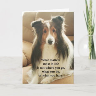 Carte de remerciements de Sheltie