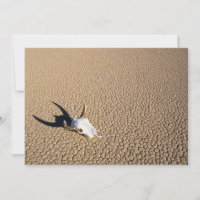 Deserts | Cow Skull on the Desert Ground