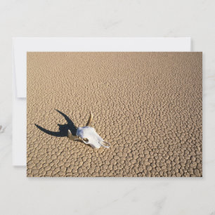 Carte De Remerciements Deserts Cow Skull on the Desert Ground
