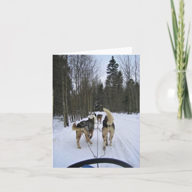 Carte De Remerciements Dog Sledding à Québec, Canada (Devant)