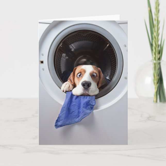 Carte De Remerciements Drôle étourdissant beagle lavage délicat (Devant)