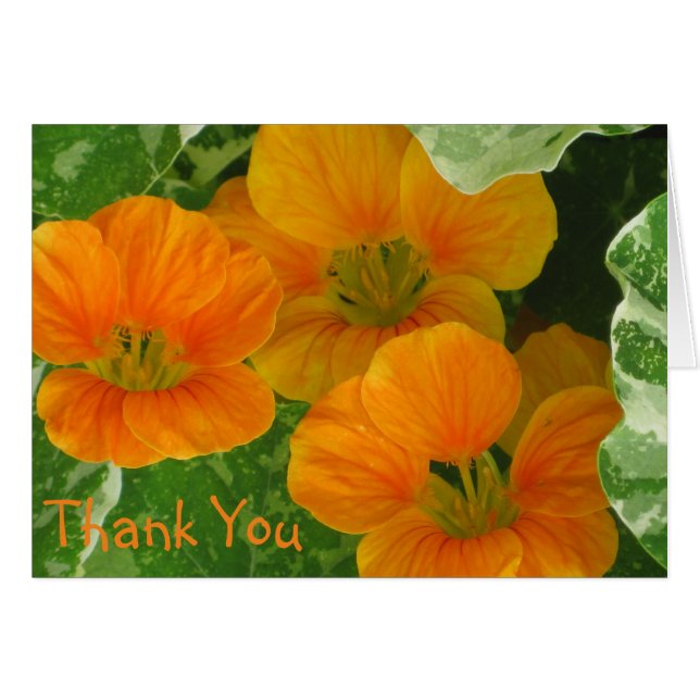 Carte de remerciements du nasturtium (Devant horizontal)