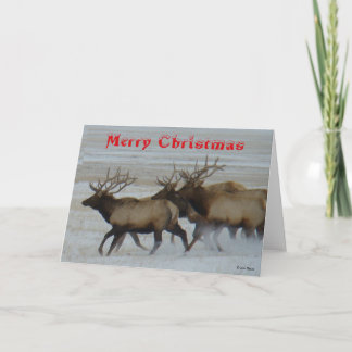 Carte De Remerciements E64 Bull Elk Running Christmas Card