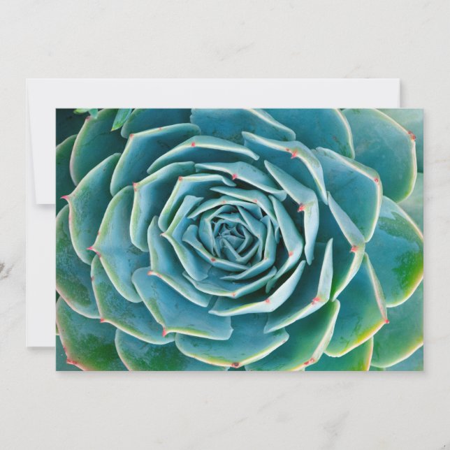 Carte De Remerciements Echeveria Rosette, Secret Garden of Marrakech (Devant)