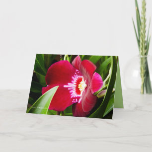 Carte De Remerciements Fancy Orchiid Rouge