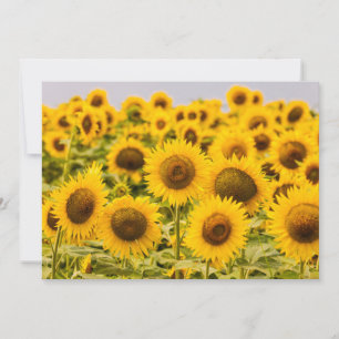 Carte De Remerciements Farms   A Sunflower
