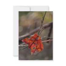 Feuille Rouge Unique