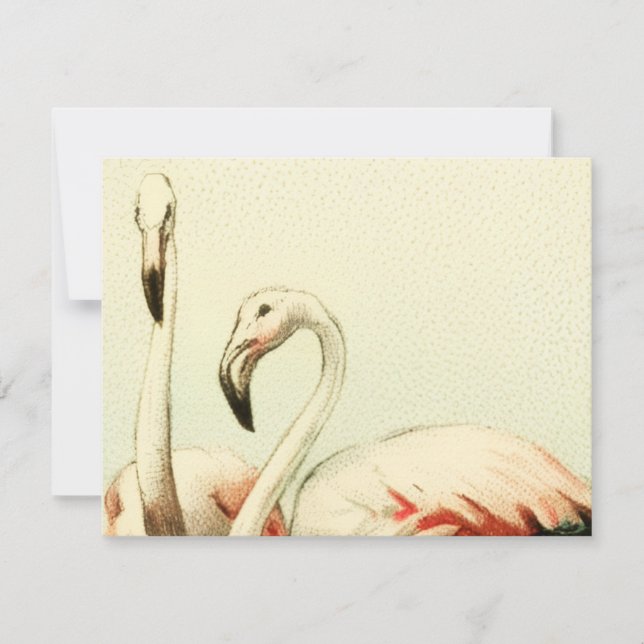 Carte De Remerciements Flamant Rose Vintage (Devant)