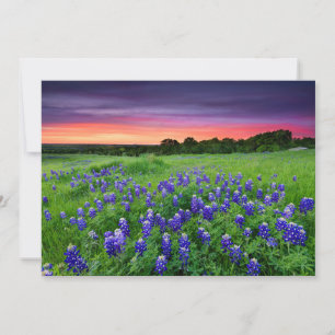 Carte De Remerciements Fleurs   Bluebonnets à Sunset Texas