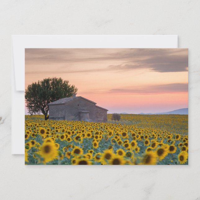 Carte De Remerciements Fleurs | Champ de Tournesols Provence, France (Devant)