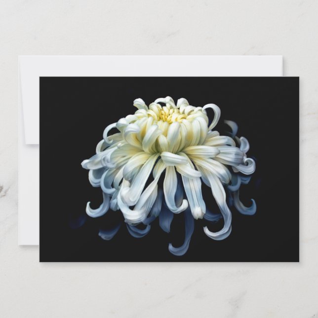 Carte De Remerciements Fleurs | Chrysanthème blanc (Devant)