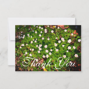 Carte De Remerciements Fleurs de printemps d'anémones en bois blanc