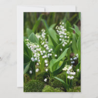 Fleurs | Lily de la vallée Suède