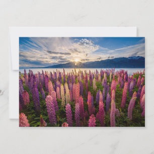 Carte De Remerciements Fleurs   Lupines Nouvelle-Zélande
