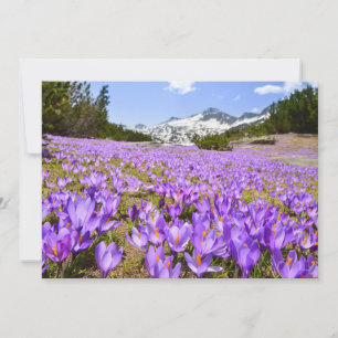 Carte De Remerciements Fleurs   Parc de montagne de Crocus Pirin Bulgarie