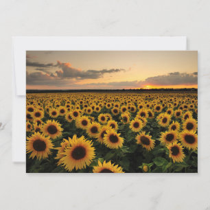 Carte De Remerciements Fleurs   Terrain de tournesol