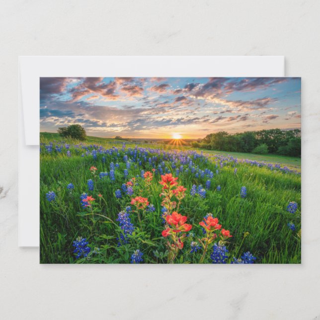 Carte De Remerciements Fleurs | Texas Bluebonnets & Indian Paintbrush (Devant)