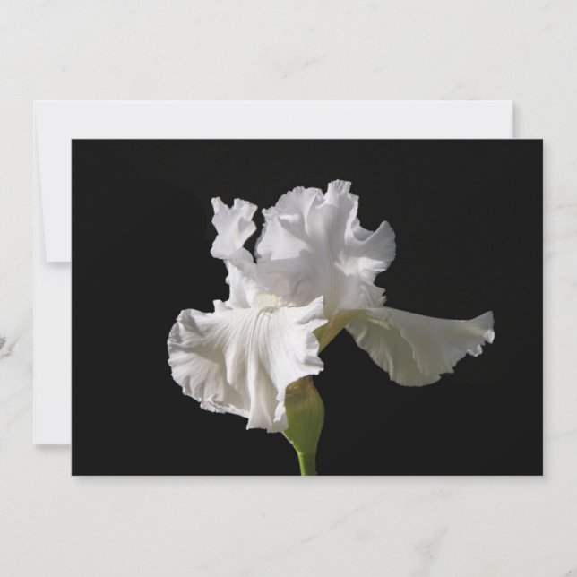 Carte De Remerciements Fleurs | White Iris (Devant)