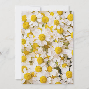 Carte De Remerciements Flowers (homonymie)   Bunch of Chamomiles