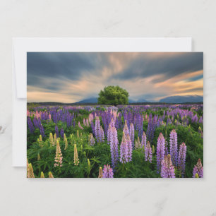 Carte De Remerciements Flowers (homonymie) Lupine Field à New Zealand