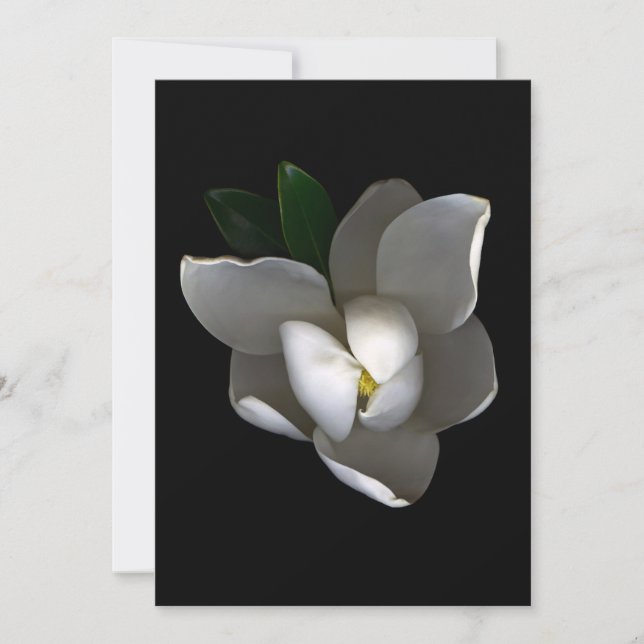 Carte De Remerciements Flowers | Single White Magnolia Blossom (Devant)