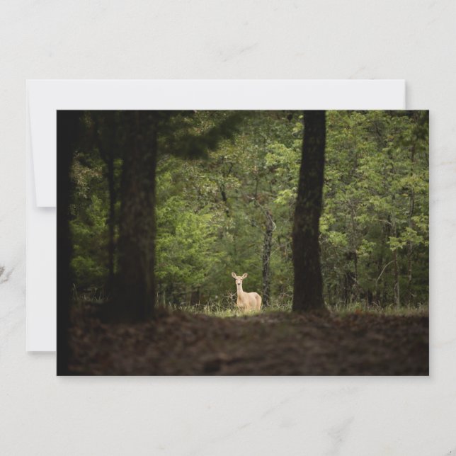 Carte De Remerciements Forest | A White Tailed Deer in the Woods (Devant)